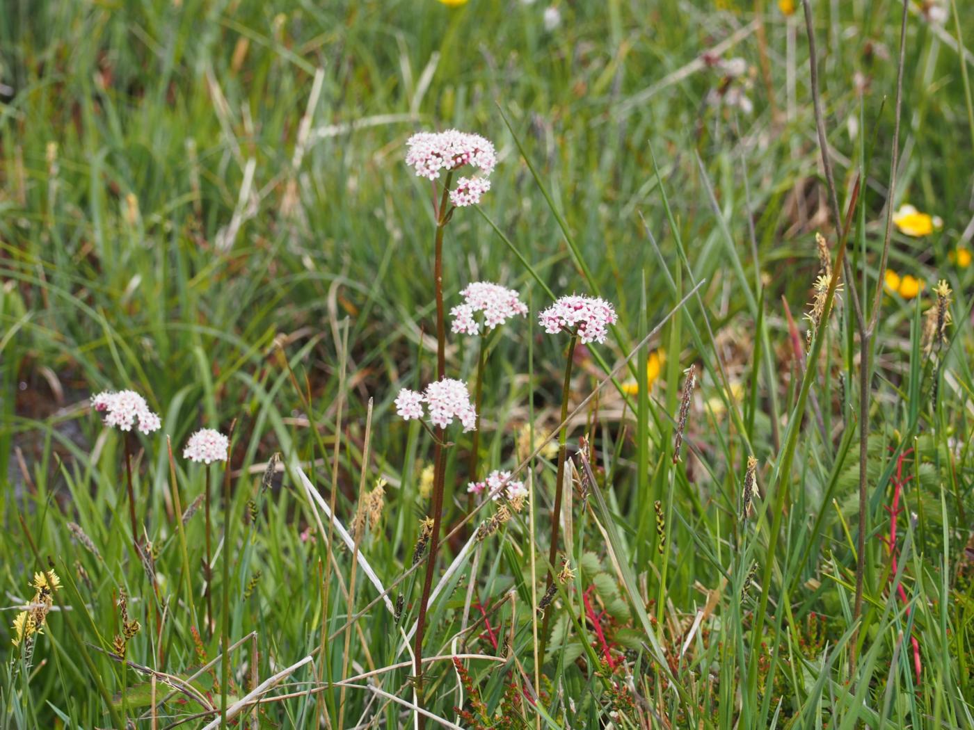 Valerian, Dioecious plant